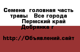 Семена (головная часть))) травы - Все города  »    . Пермский край,Добрянка г.